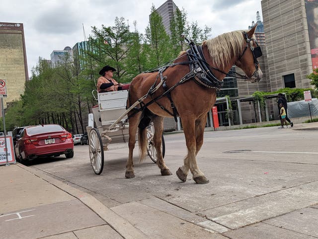 <p>Activists in favor of the ban say the carriages, like this one pictured in Dallas, can be dangerous for both horses and drivers </p>