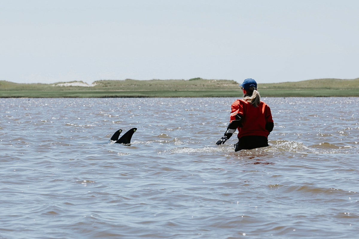 Animal rescuers save more than 100 dolphins during mass stranding event around Cape Cod