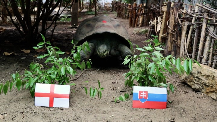 <p>Watch: London Zoo tortoise Priscilla predicts winner of England Slovakia Euro 2024 knock-out match.</p>