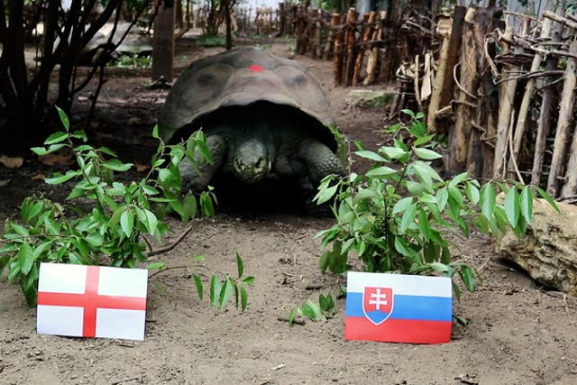 <p>Watch: London Zoo tortoise Priscilla predicts winner of England Slovakia Euro 2024 knock-out match.</p>