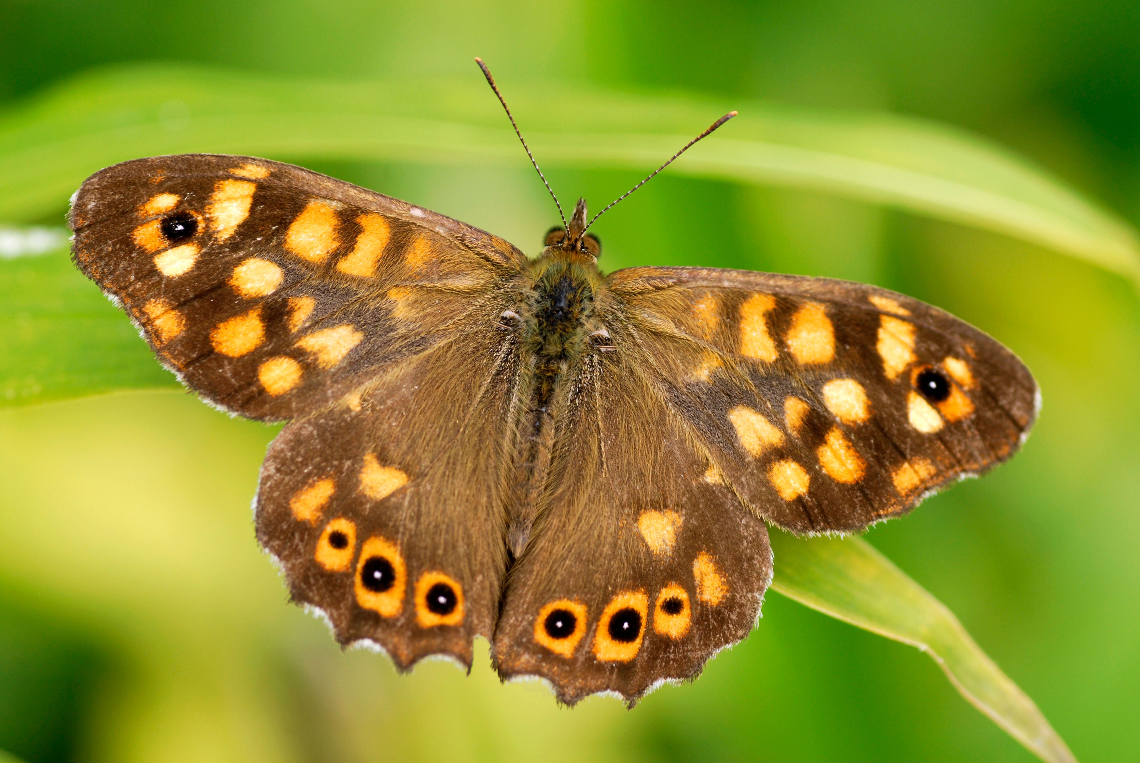 pa ready, big butterfly count, butterfly conservation, butterfly, butterflies, scotland, herbs, oxford, mona, care, what butterflies will you be spotting during big butterfly count?