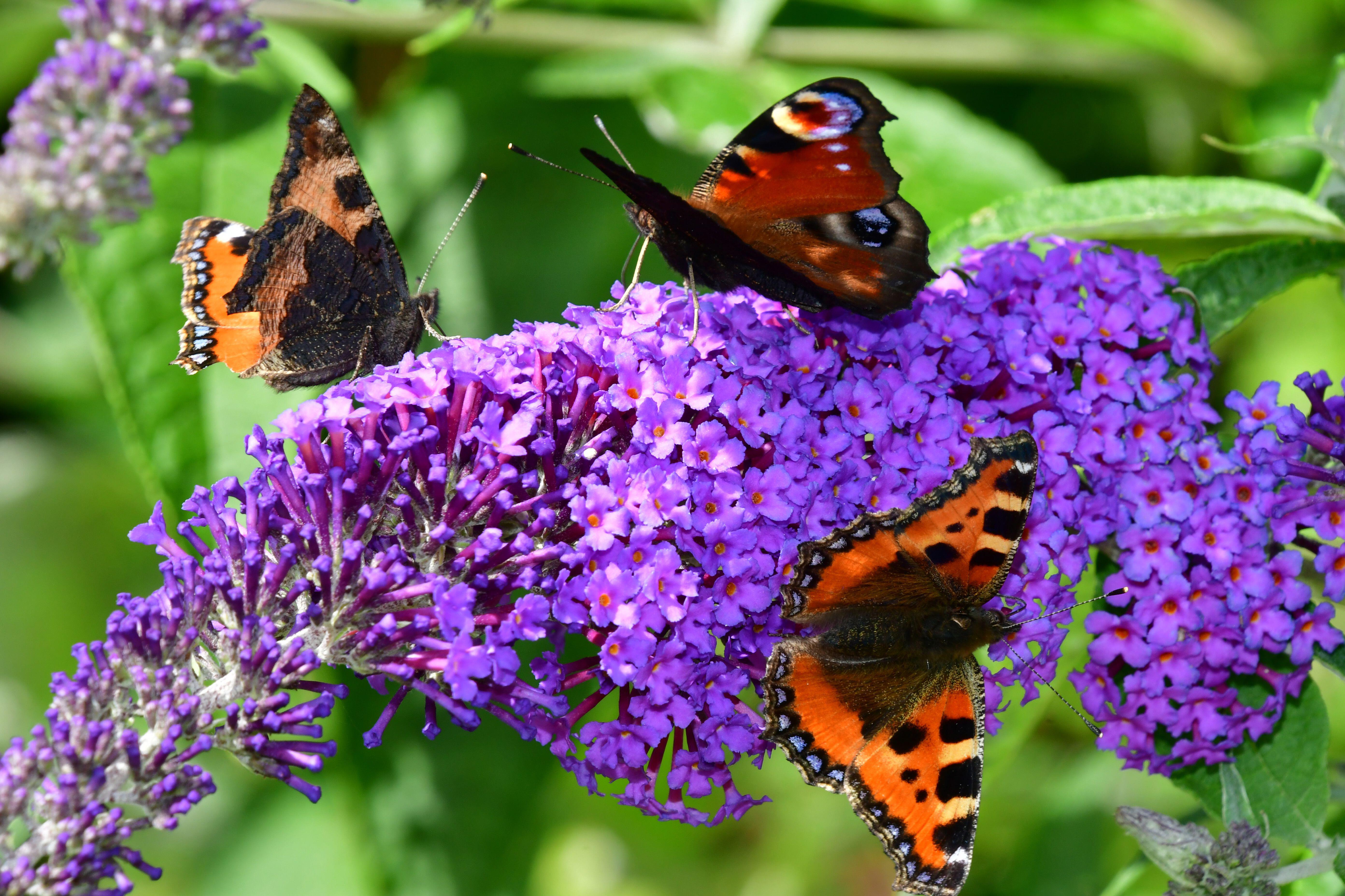 pa ready, big butterfly count, butterfly conservation, butterfly, butterflies, scotland, herbs, oxford, mona, care, what butterflies will you be spotting during big butterfly count?