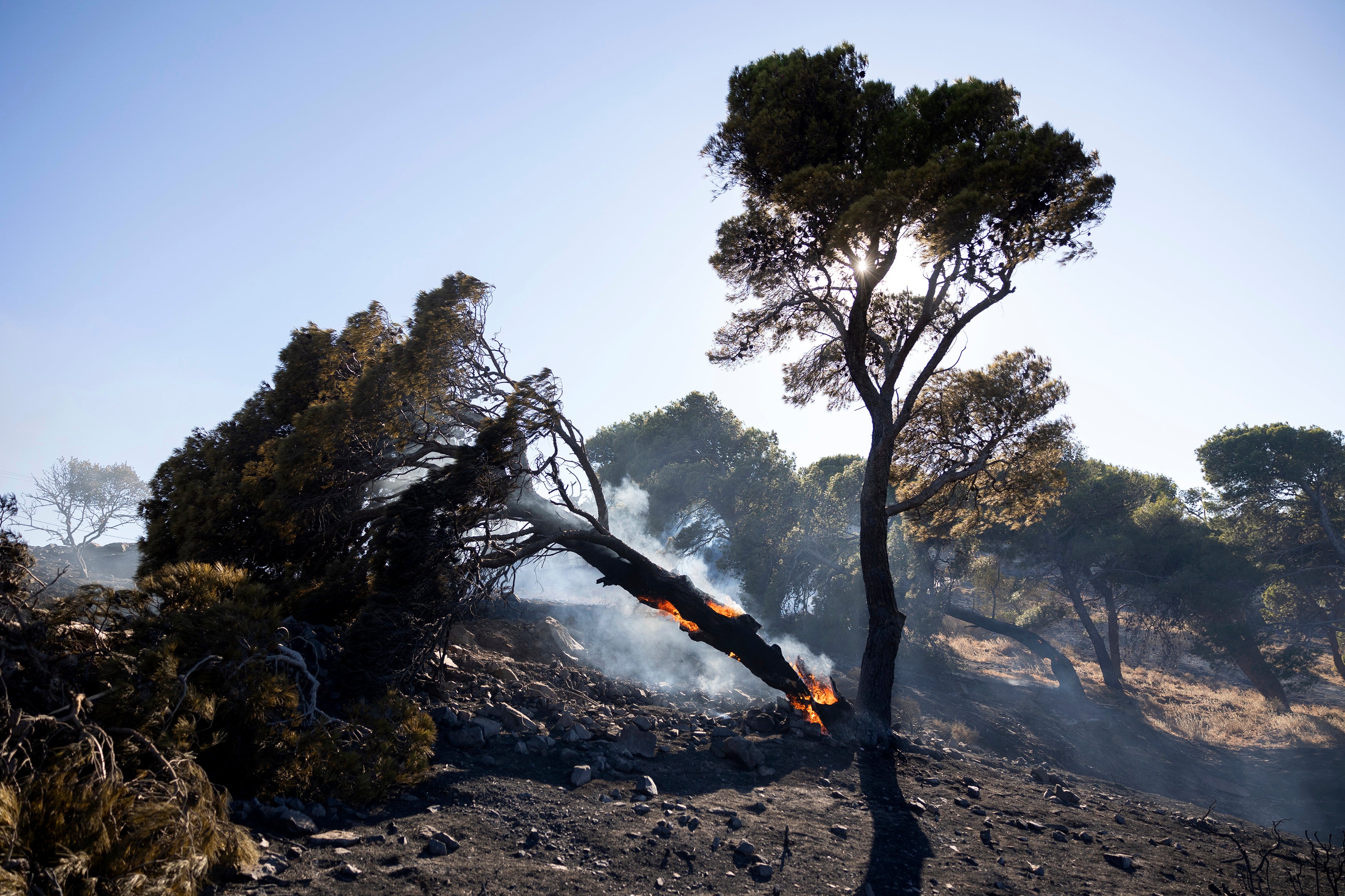 A pine tree on fire in Keratea area, southeast of Athens, Greece