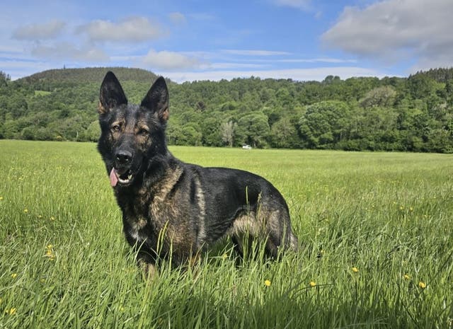 <p>Police Dog Fergie </p>