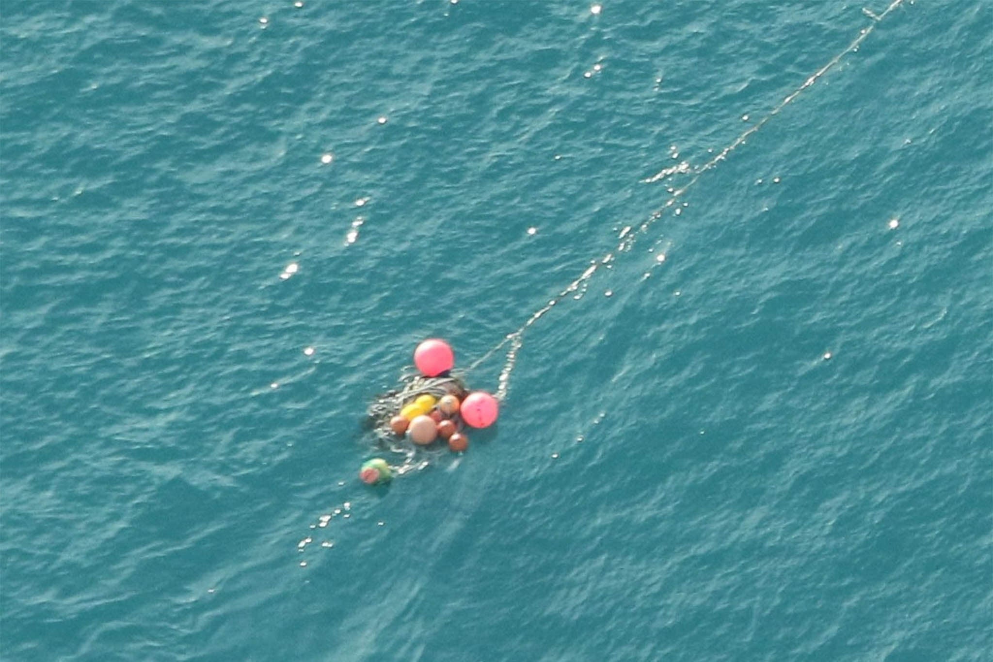 Whale was tangled up with ropes and buoys