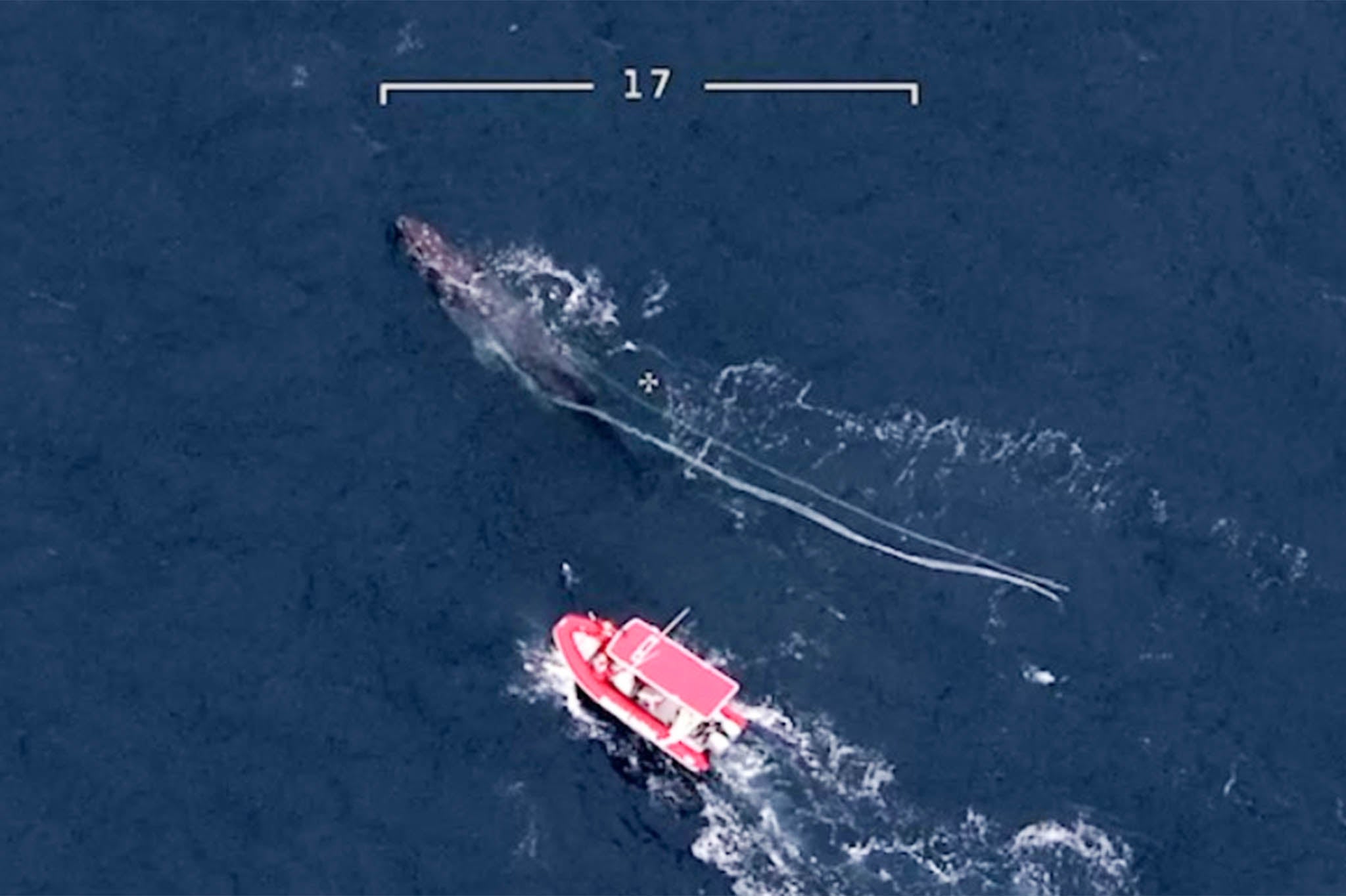 A rescue operation helped the whale return to safety