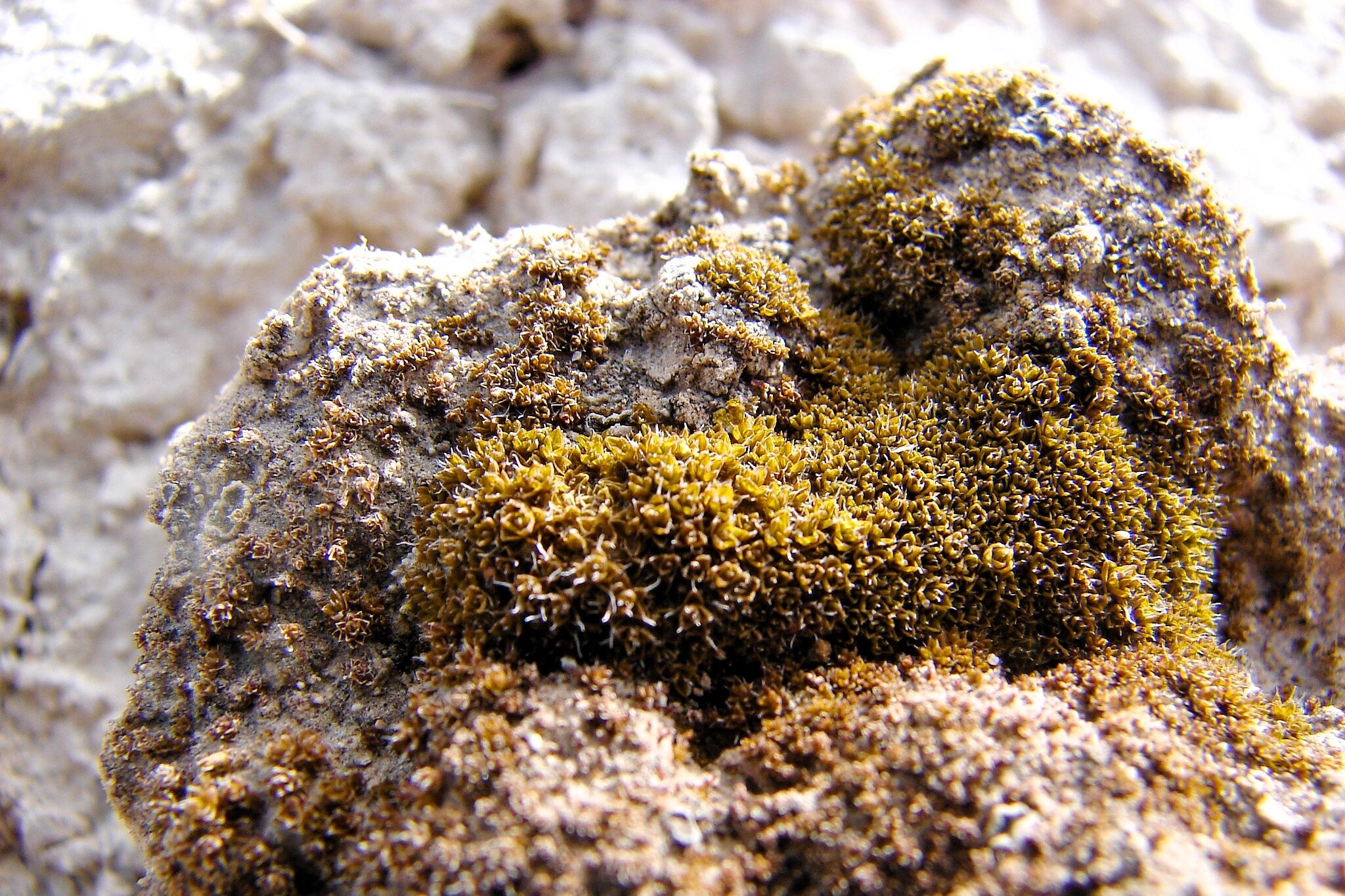 Syntrichia caninervis can survive the extreme conditions of Mars, scientists have discovered