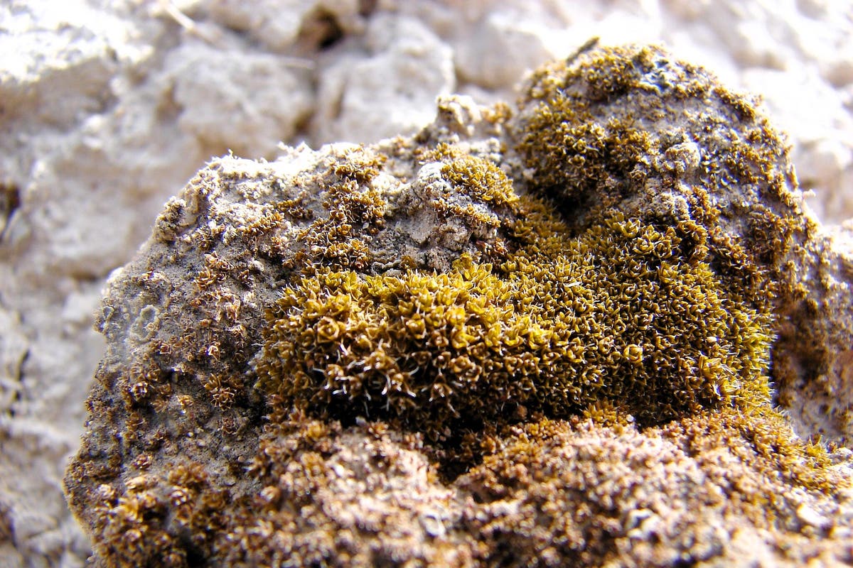 Scientists discover moss can grow on Mars