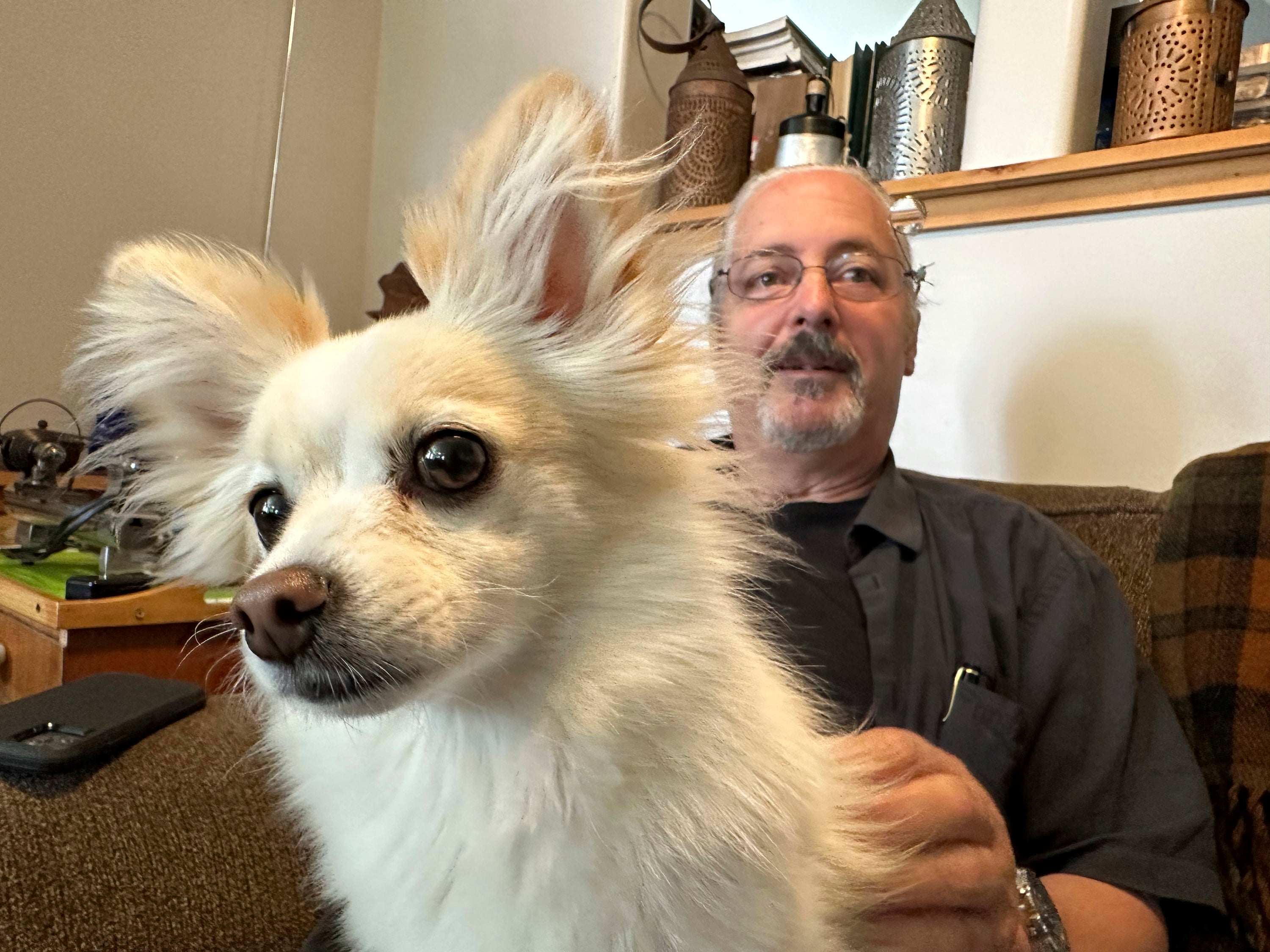 July Fourth Fireworks Dogs