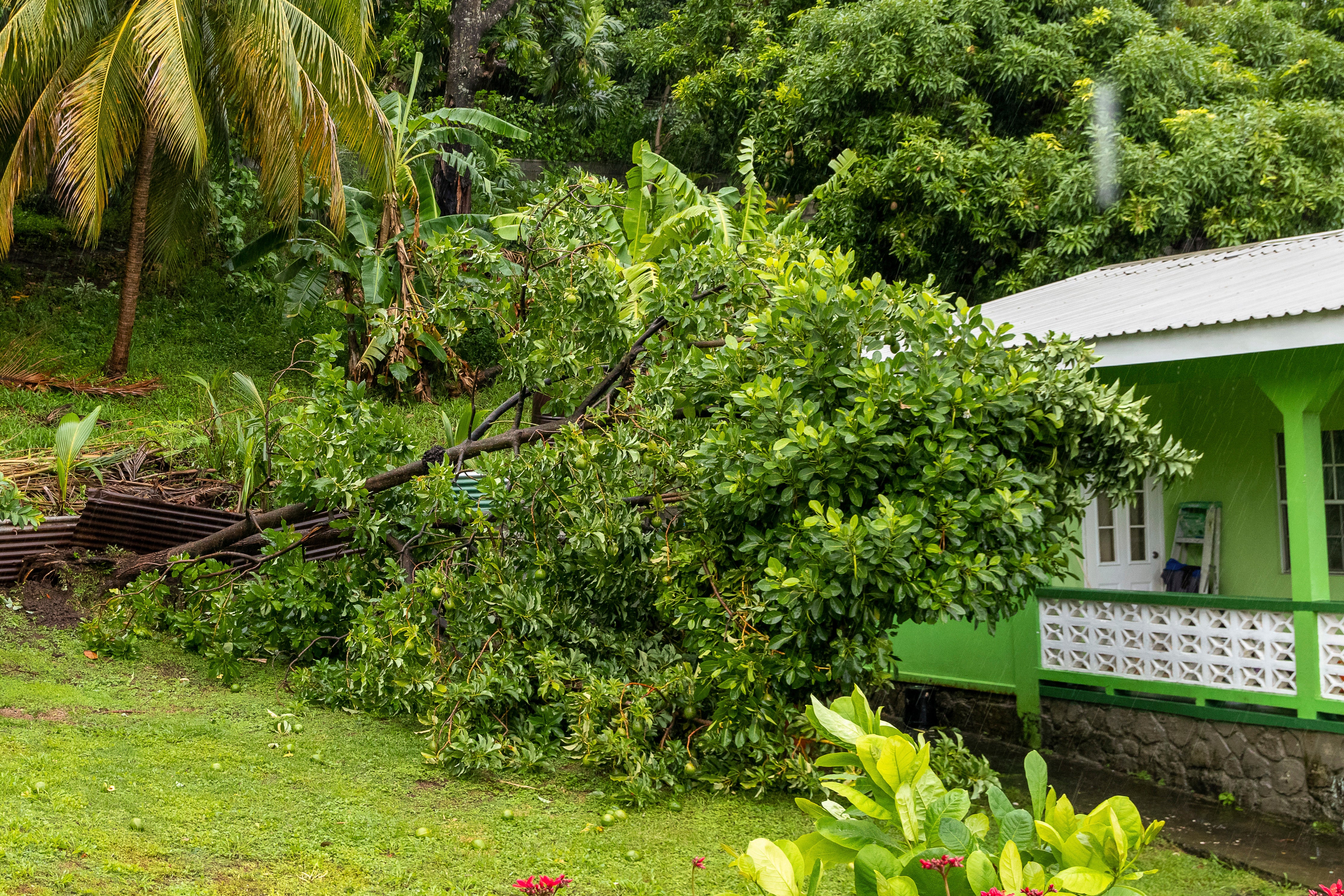 A tree slumps after being uprooted by Hurricane Beryl in Kingstown, St. Vincent and the Grenadines, Monday, July 1, 2024