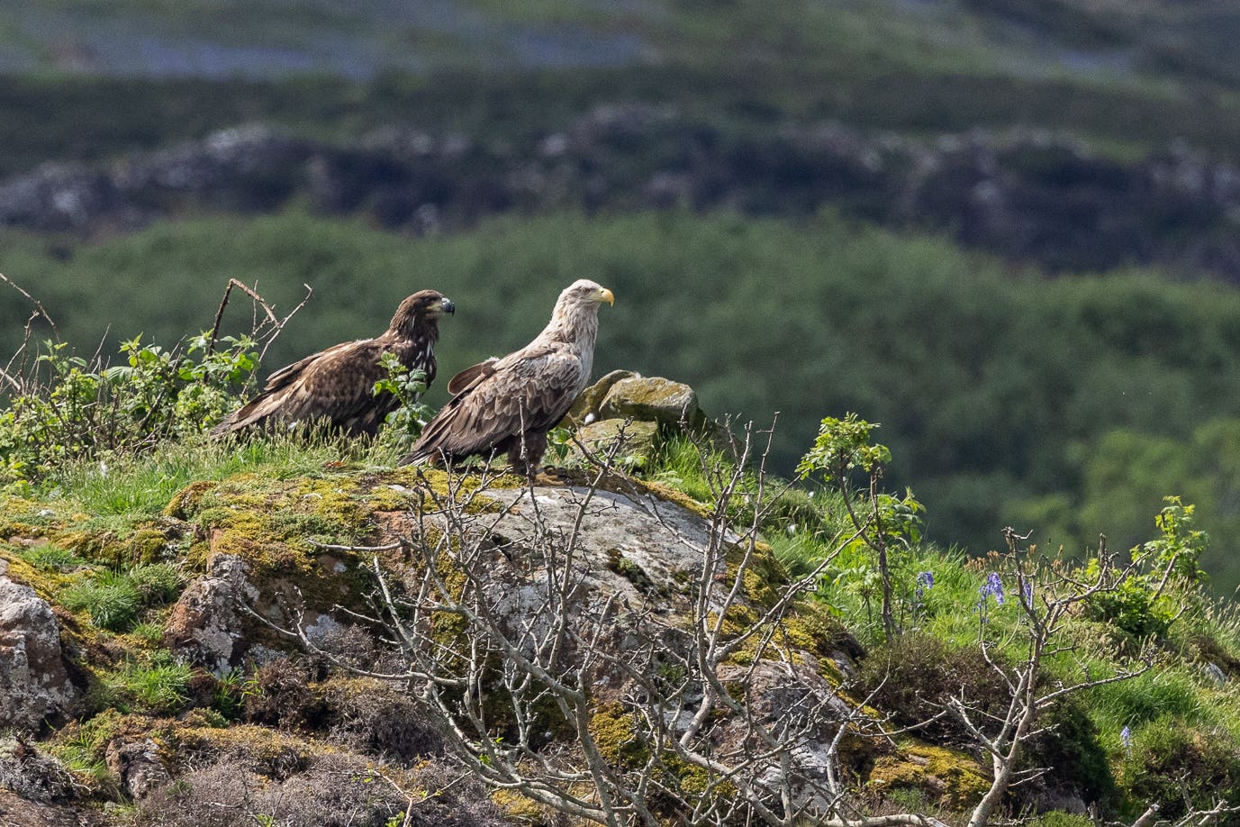 An injured white-tailed eagle is still being cared for by its parents (Handout/PA)