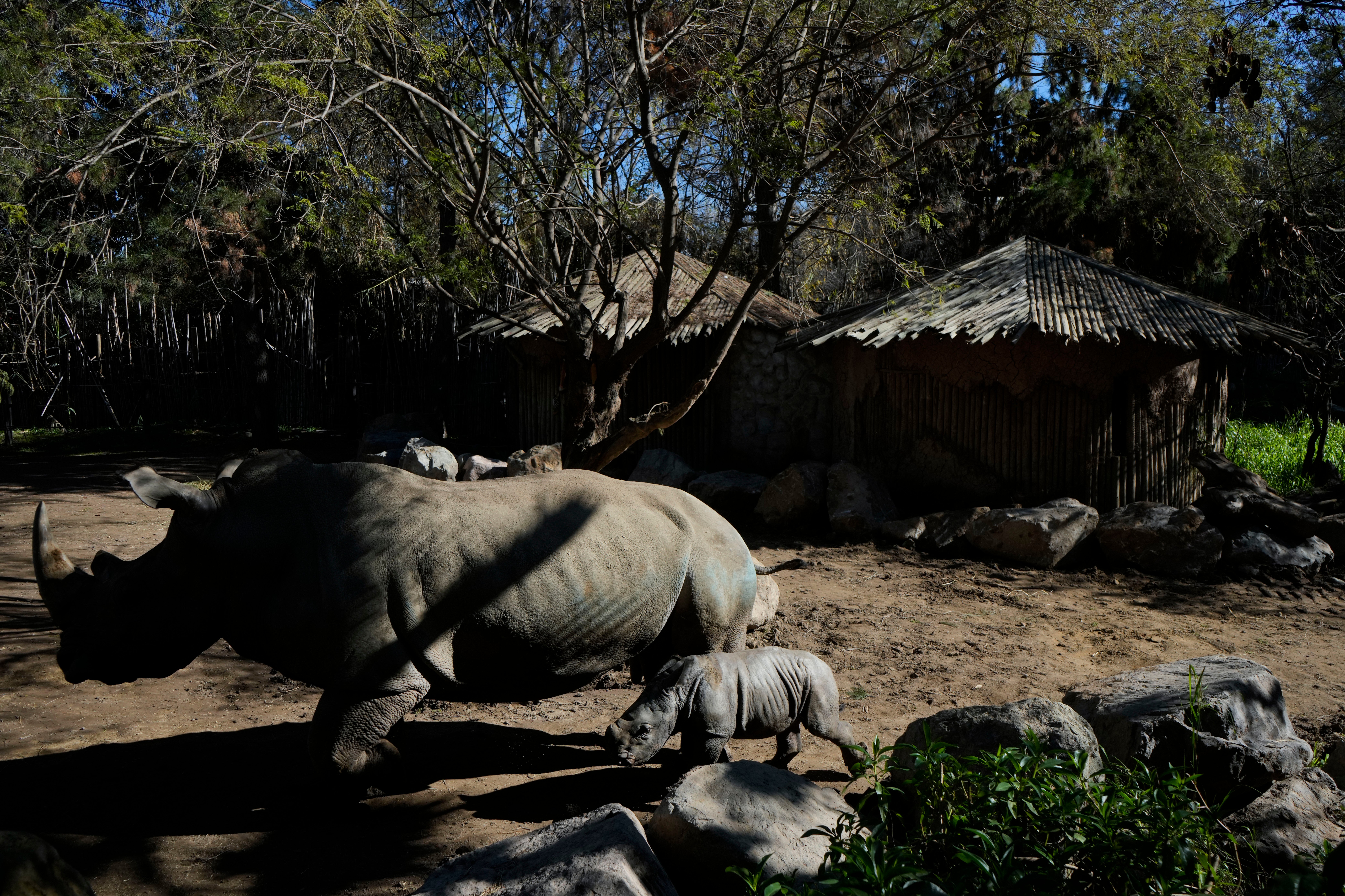 Chile Zoo White Rhino