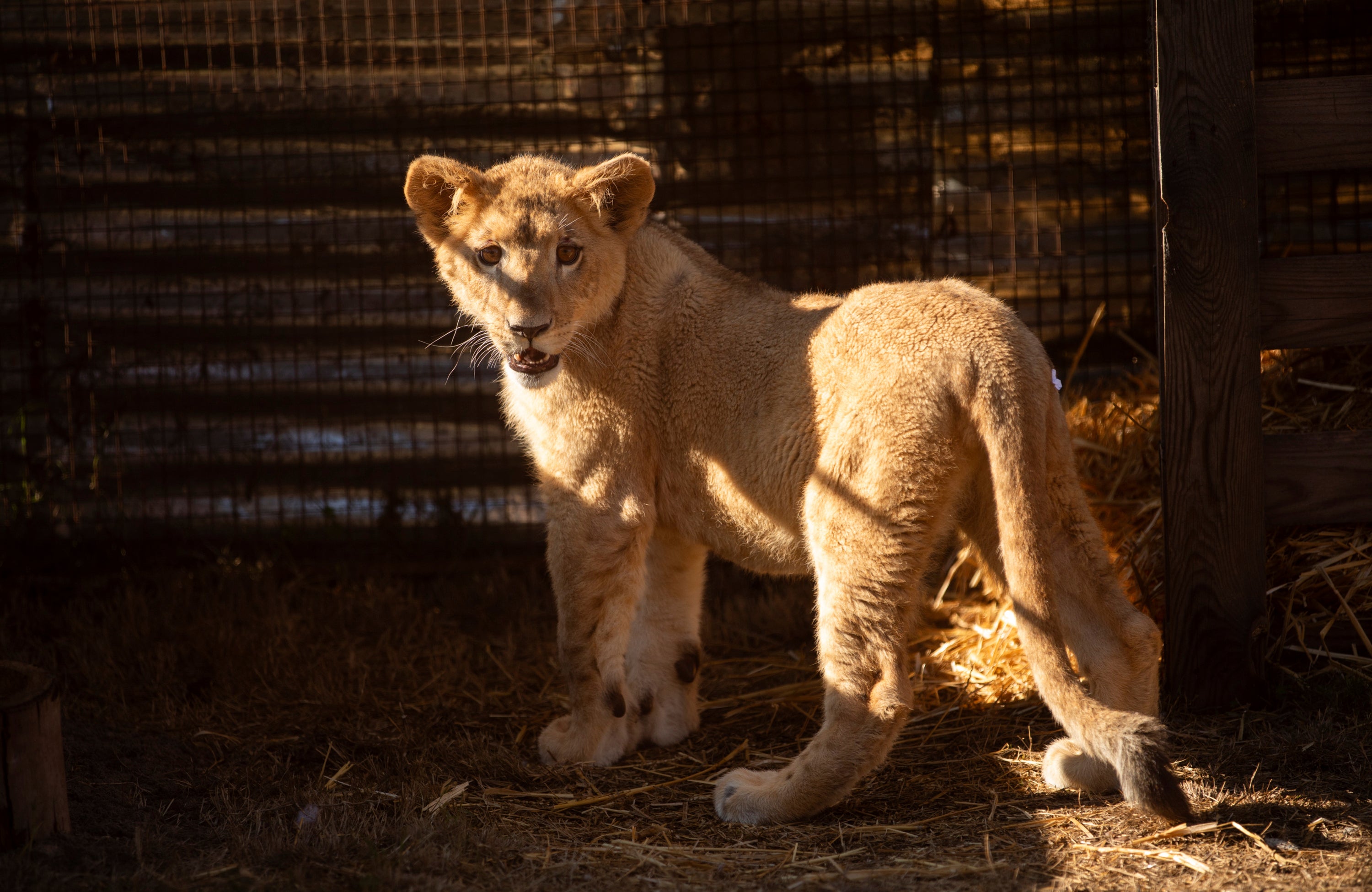 South Africa Rescued Lion Cub