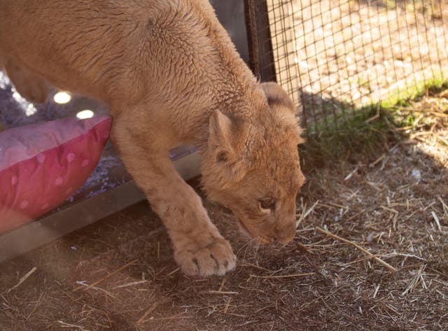 South Africa Rescued Lion Cub