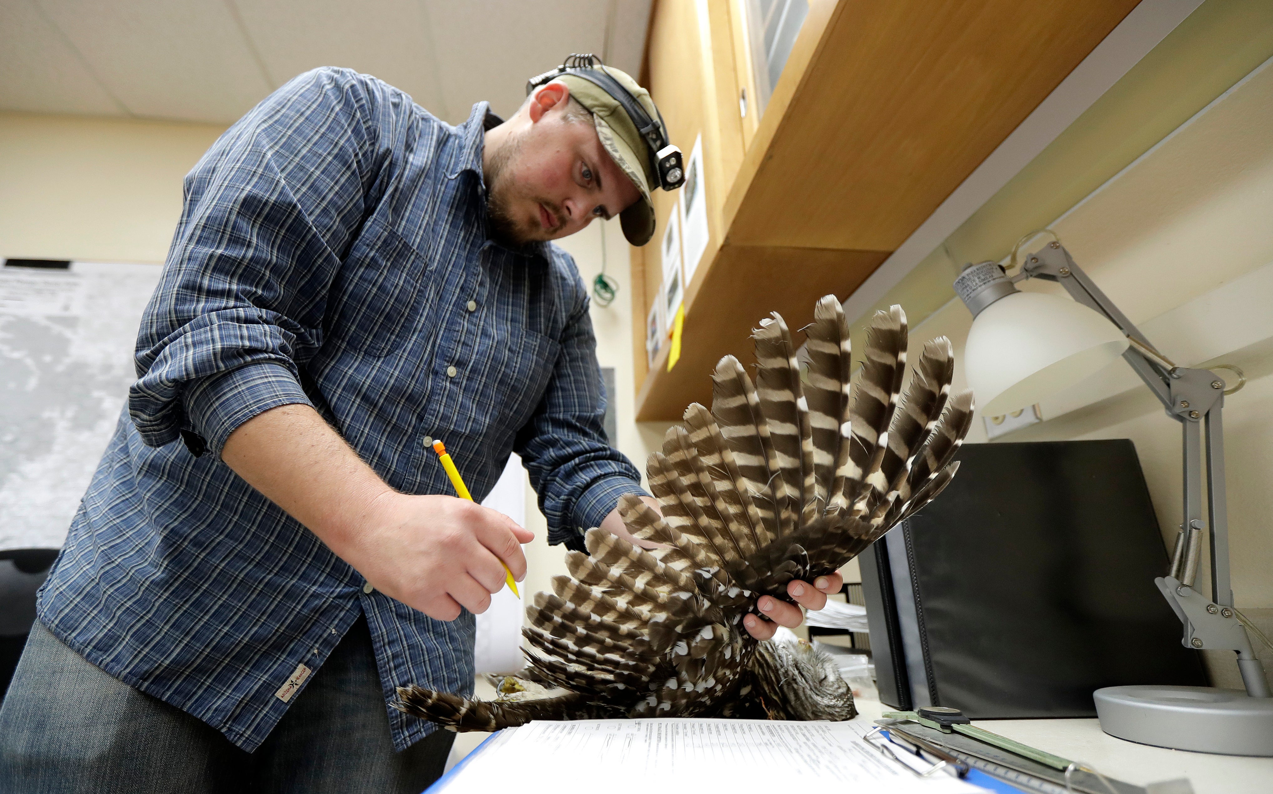 Wildlife technician Jordan Hazan records data in a lab from a male barred owl he shot earlier in the night