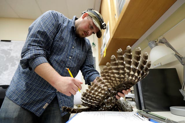 <p>Wildlife technician Jordan Hazan records data in a lab from a male barred owl he shot earlier in the night </p>