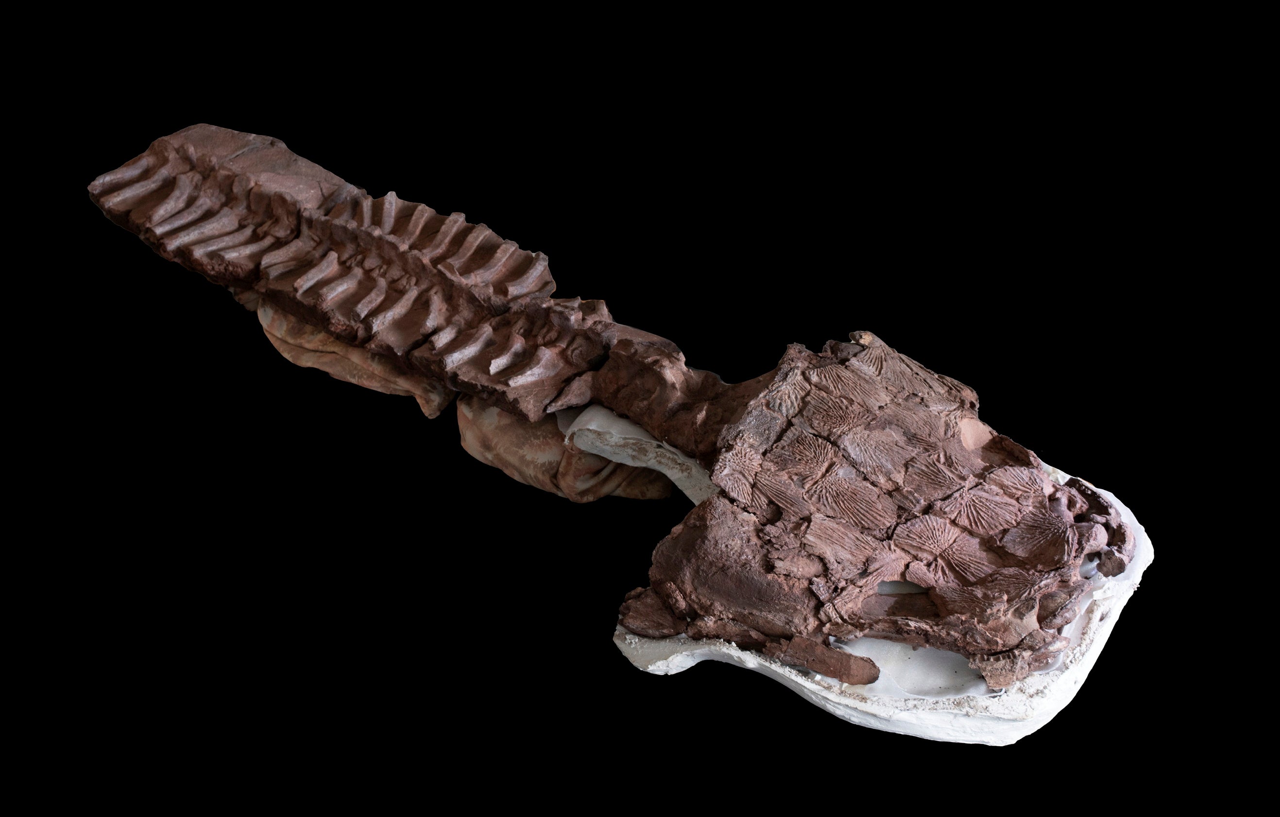 Fossil skeleton, including the skull and backbone, of Gaiasia jennyae