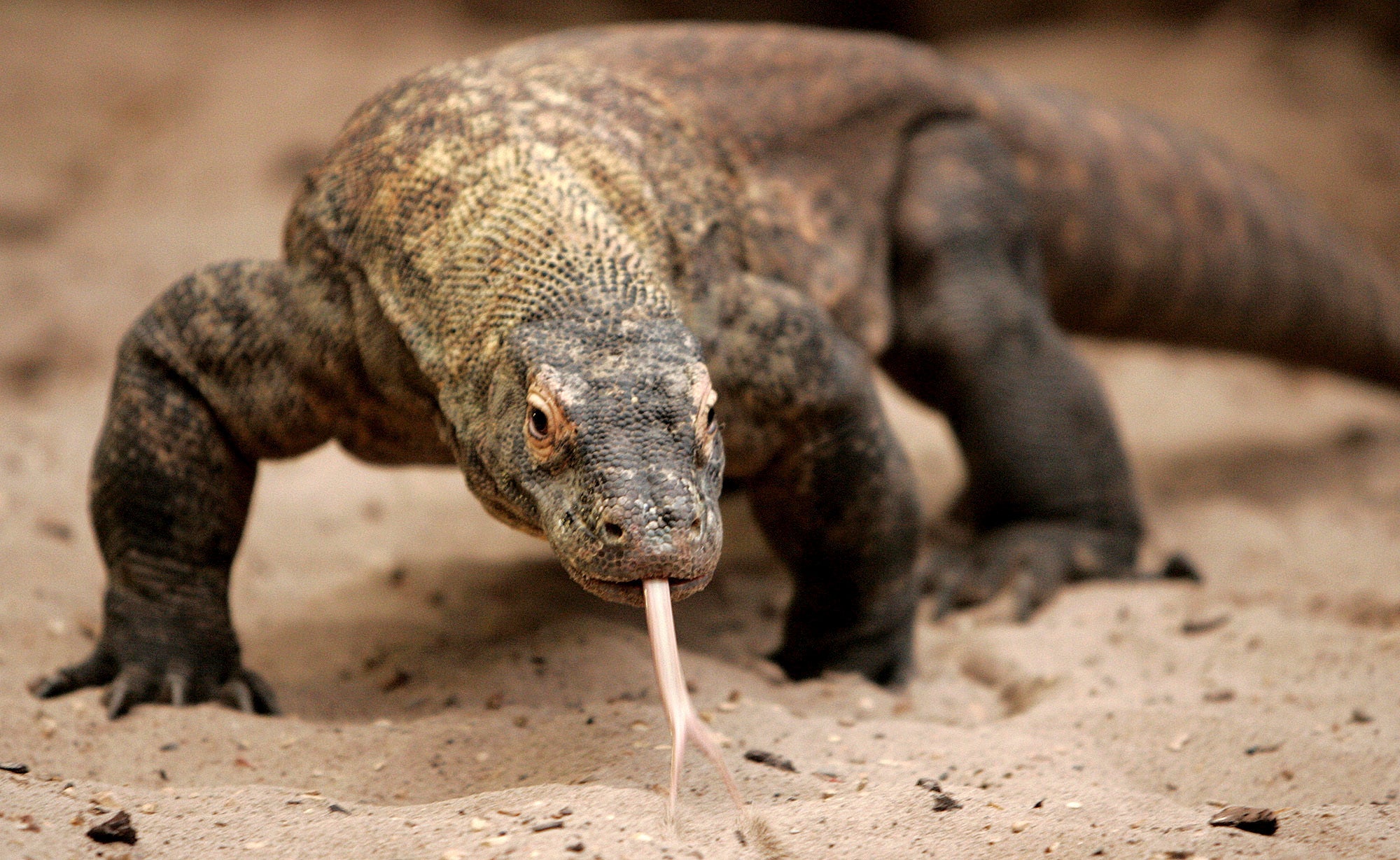 Flora the Komodo dragon walks around her enclosure at Chester Zoo in Chester, England