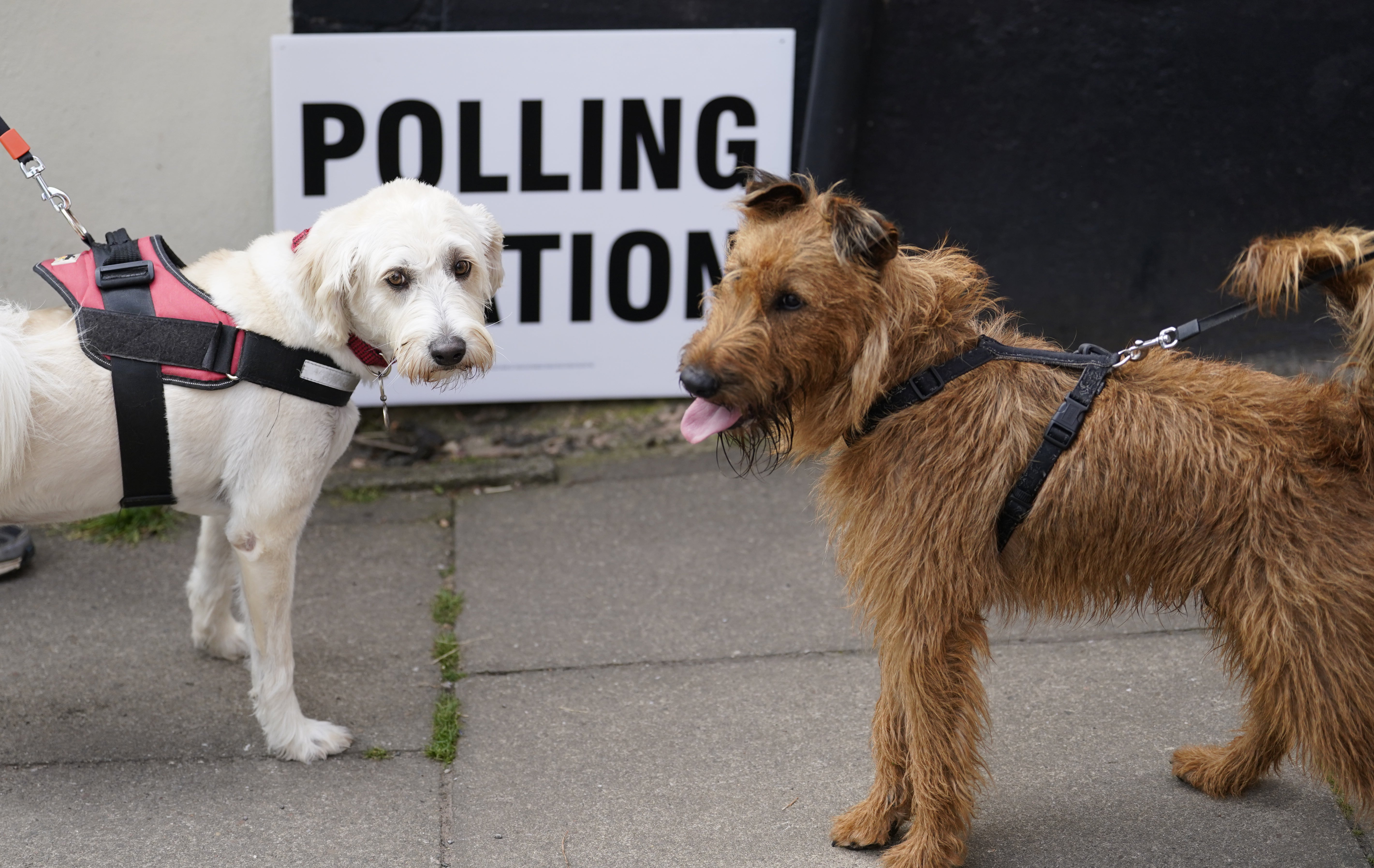 Dogs might have to be left outside the polling station as you vote (Andrew Matthews/PA)