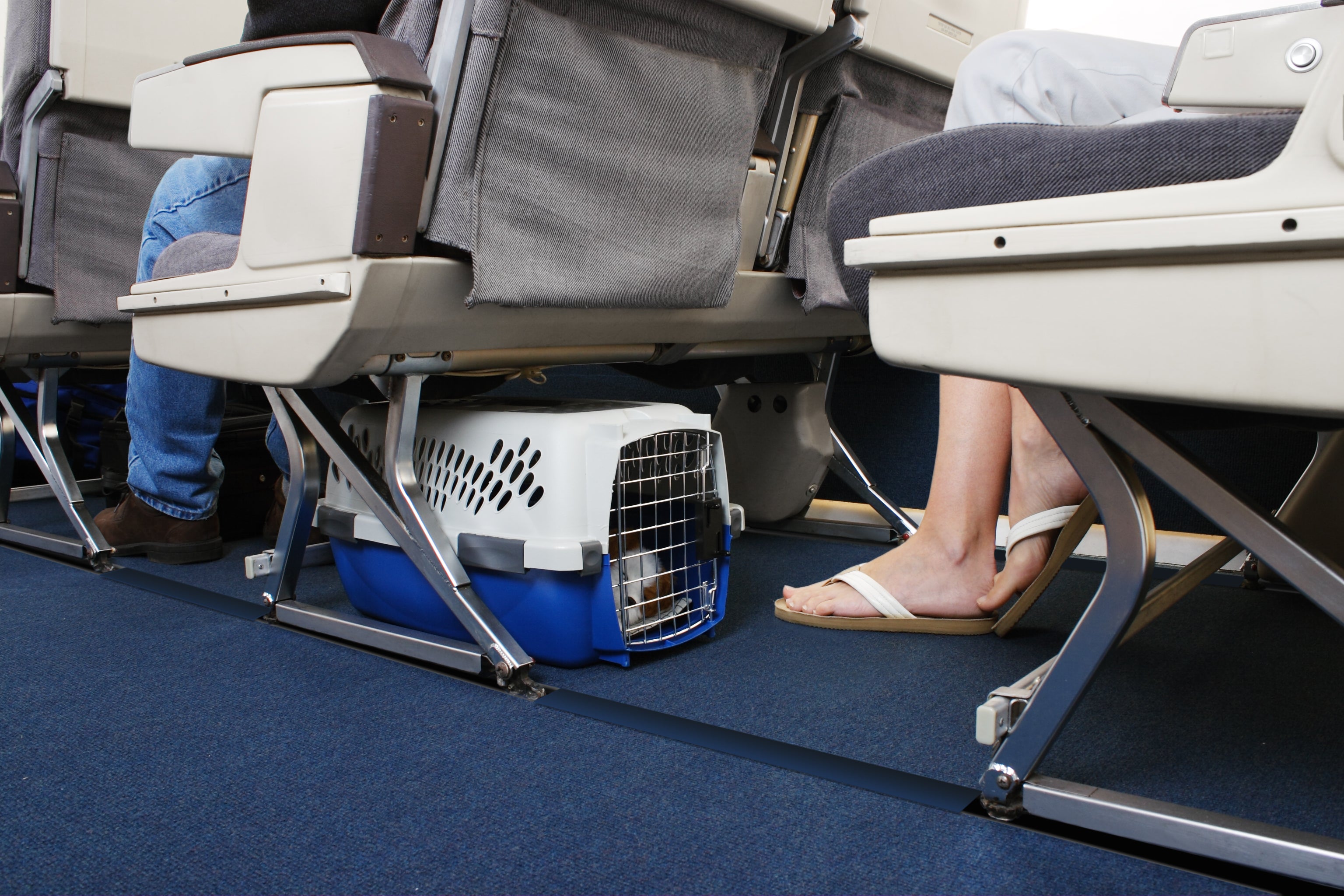Alaska Airlines pet policy says ‘the pet must stay in its carrier’