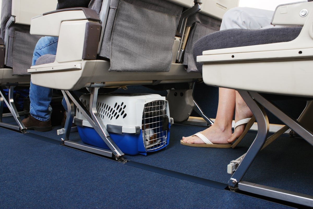 Vet certificate required under new EU pet travel rules