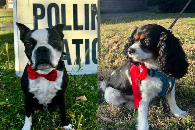 (from left to right) Heston and Reggie are some of the dogs present at polling stations on election day (Helen Montague/Mike Birtwistle/PA)