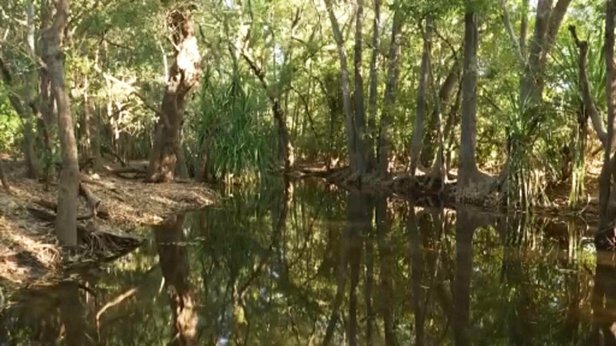 Crocodiles cannot outnumber people in Australian territory where girl ...