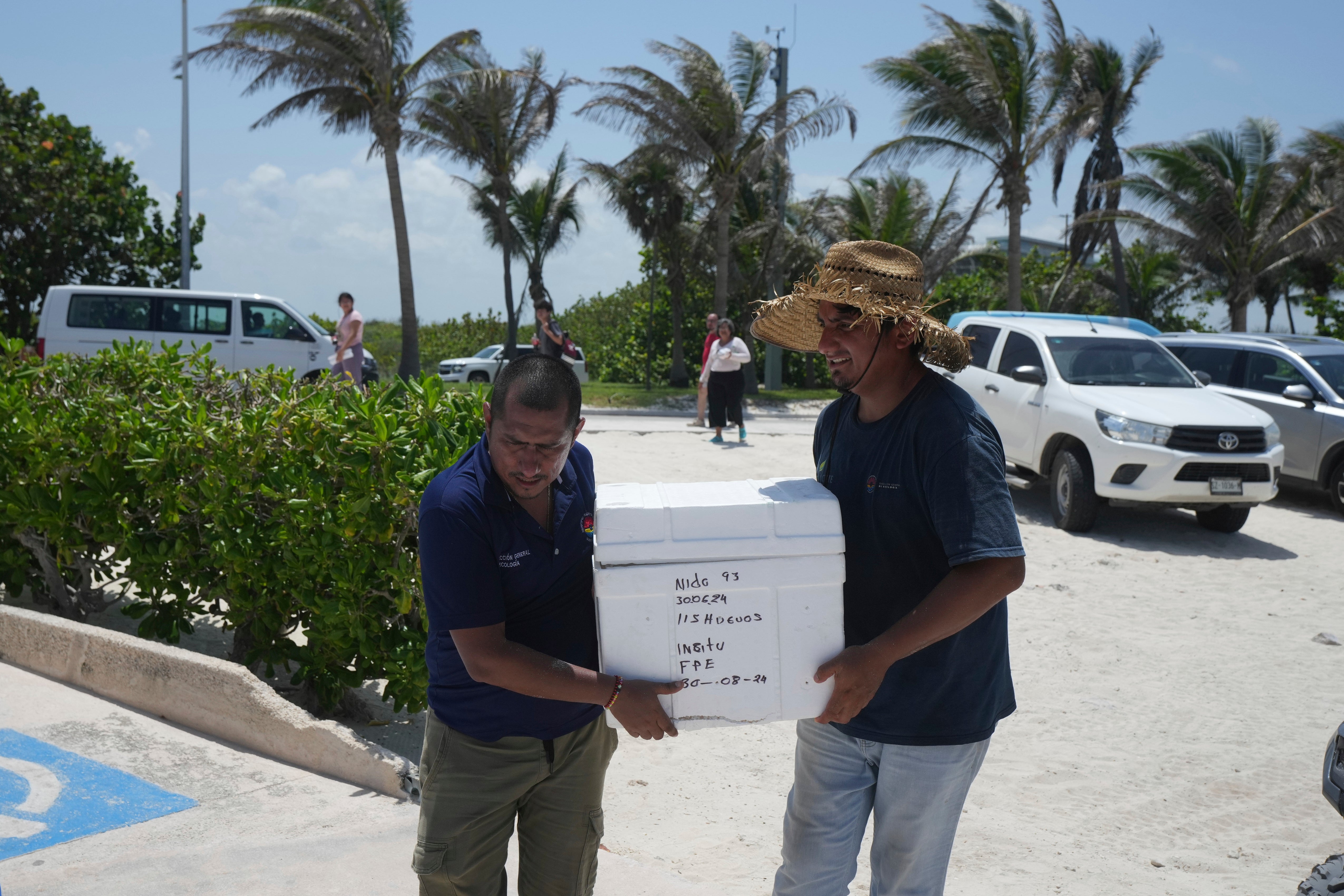 水曜日、メキシコのカンクンでハリケーン・ベリルの襲来に先立ち、政府当局者2名がウミガメの卵を安全な場所に移動させた