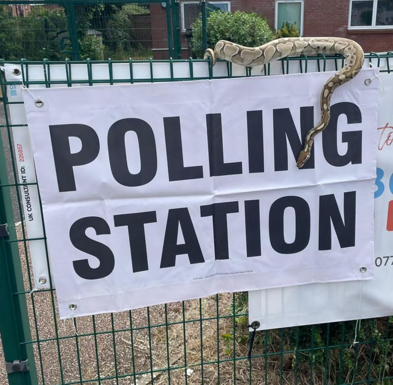 A royal python has been spotted at a polling station earlier today