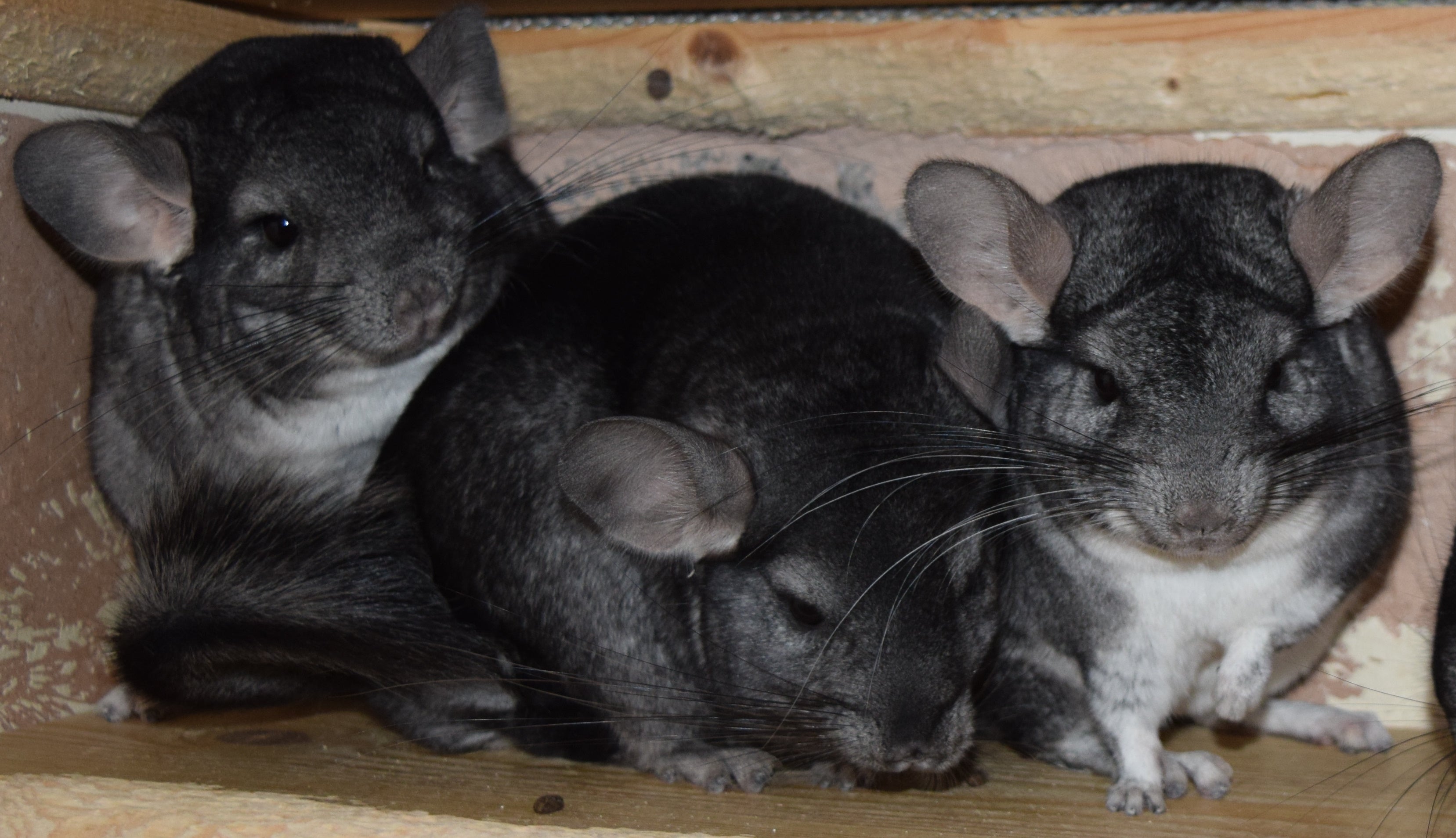 The powder-soft fur of three matching chinchillas / Slipped through my fingers into the carry-crate