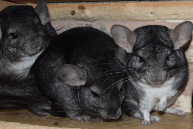 <p>The powder-soft fur of three matching chinchillas / Slipped through my fingers into the carry-crate</p>
