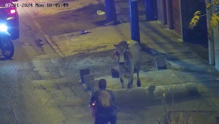 <p>Runaway bull charges at unsuspecting locals and knocks cyclist off bike in Peru.</p>