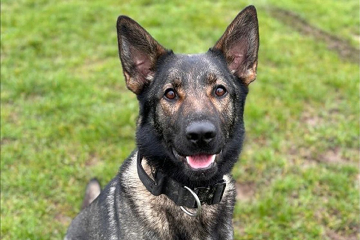 ‘Brave’ police dog dies while chasing attempted murder suspect through park