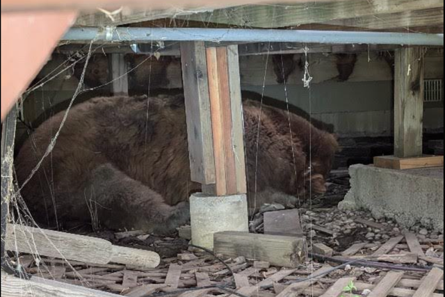 <p>A 400-pound bear was found sleeping under the deck of a Colorado home. </p>