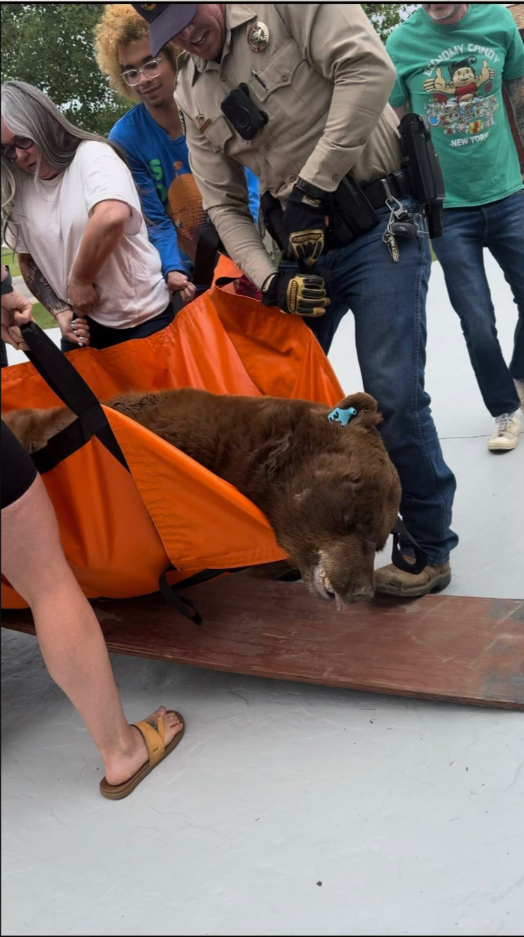 Sedated bear being transported into a truck after hiding under a deck in Colorado