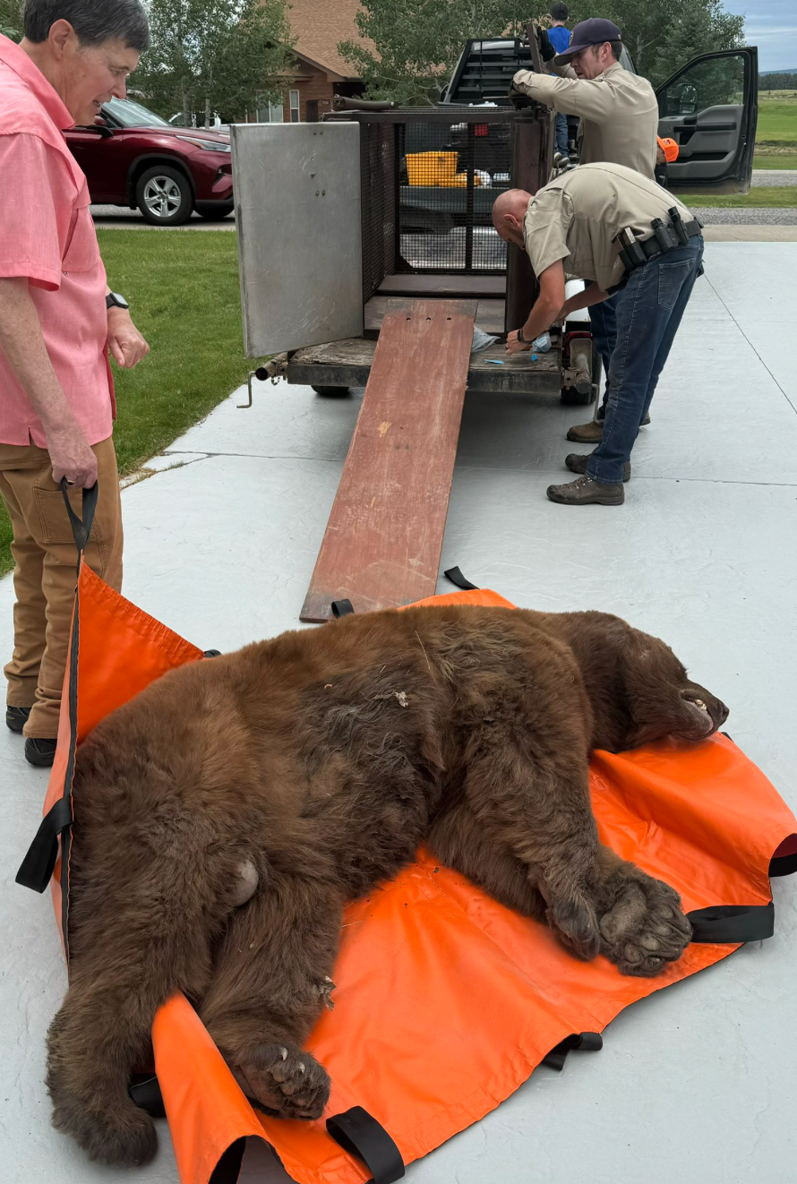 Sedated 400-lb bear that was hiding under a family’s deck in Colorado