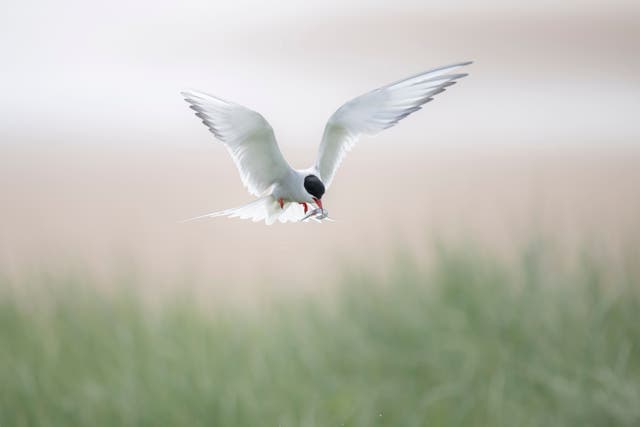 <p>An arctic tern at Long Nanny off the coast of Northumberland </p>