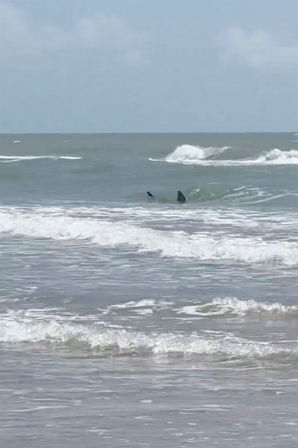 Shark-Bite-South-Padre-Island