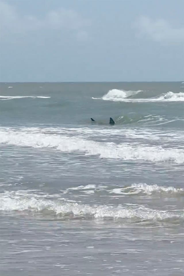 Shark-Bite-South-Padre-Island