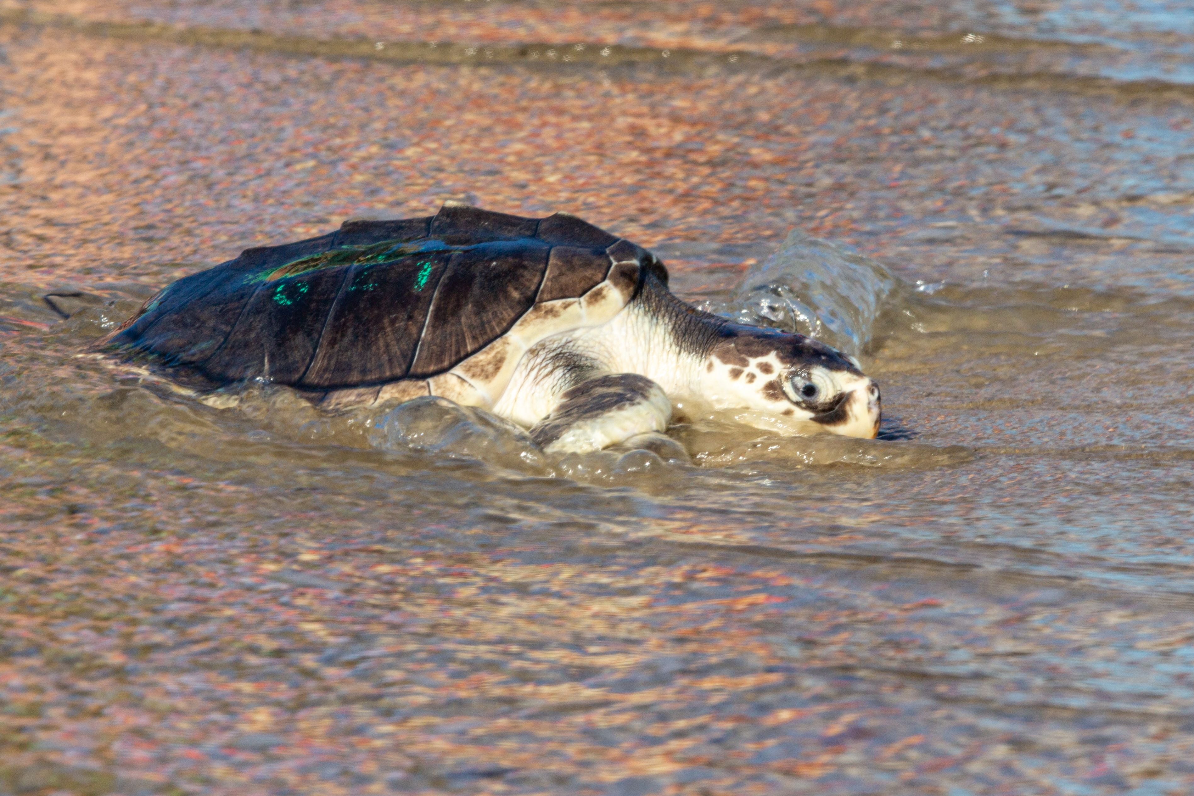 Kemp’s ridley sea turtles (pictured) are the smallest sea turtle species in the world