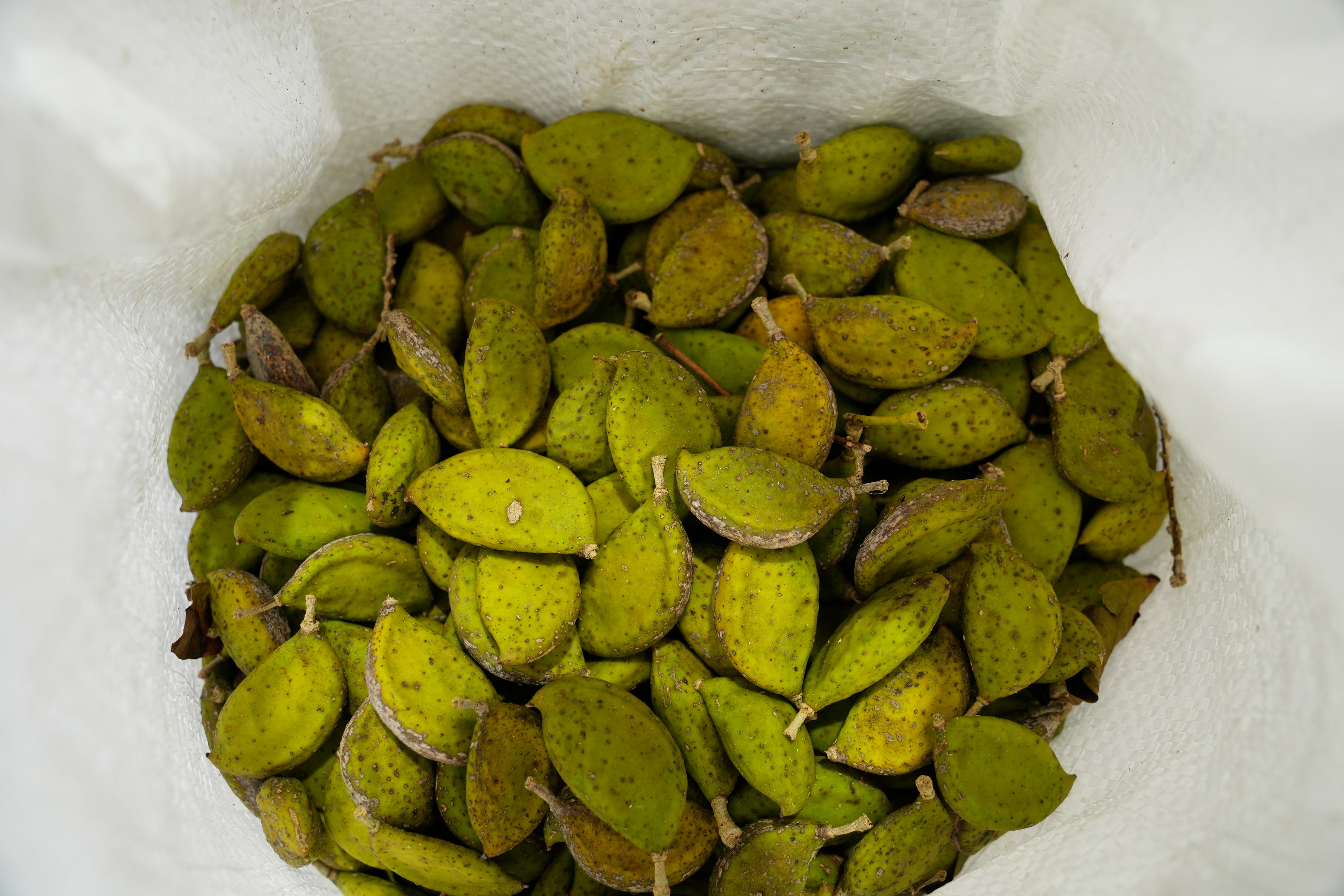 A bag of harvested Pongamia legume pods slowly dries out at the Terviva nursery