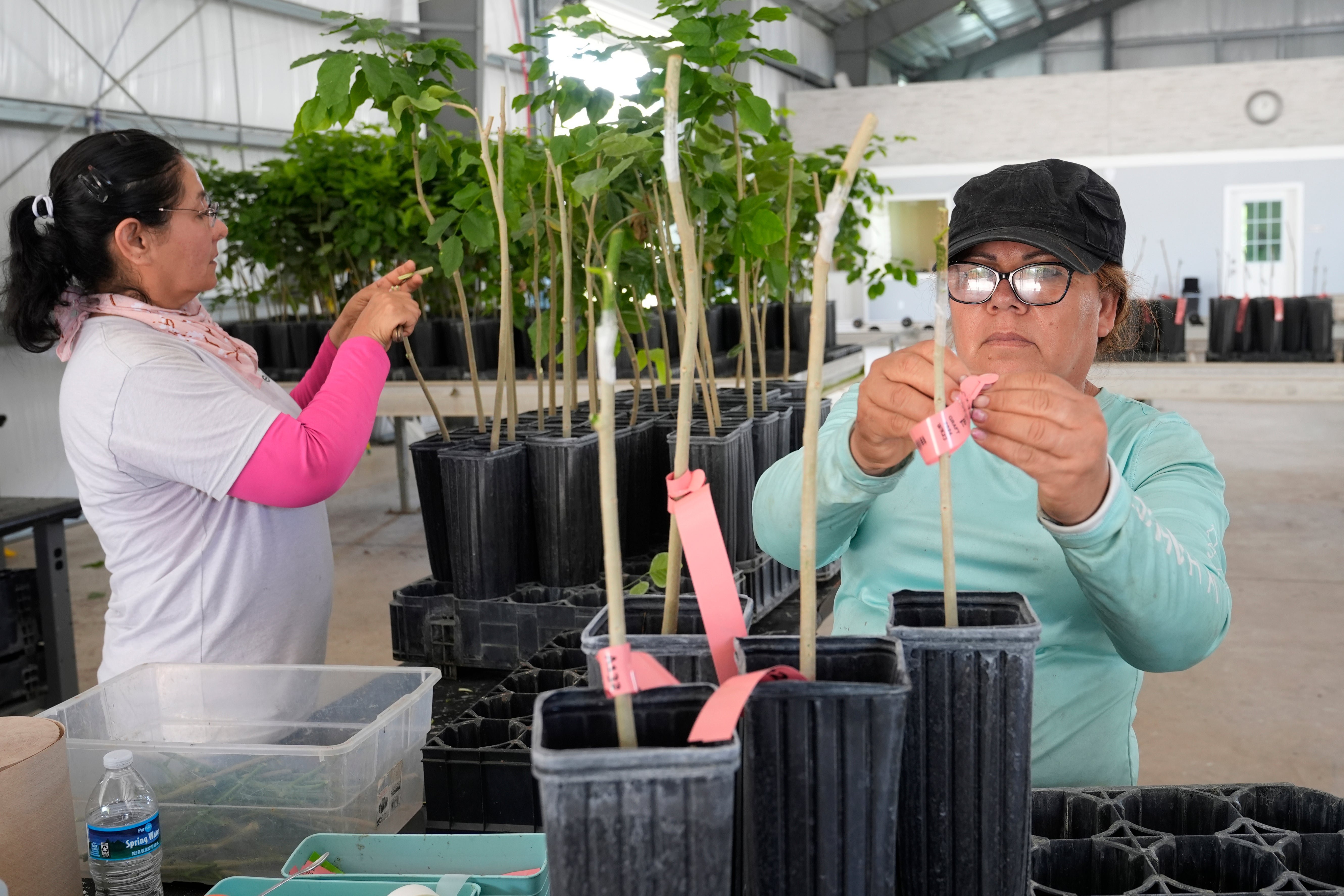 Terviva employees graft and mark young pongamia trees at the company’s nursery