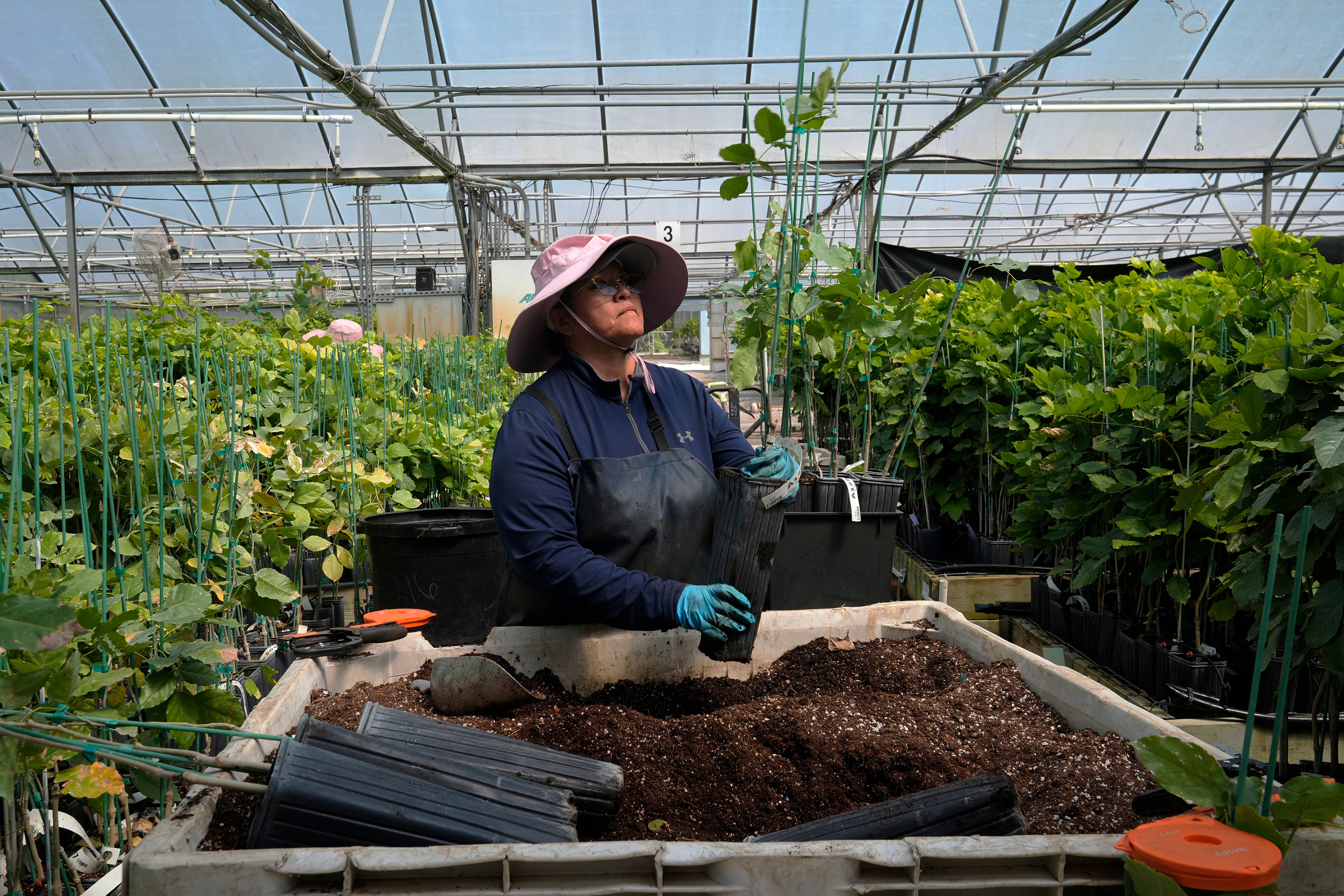 A Terviva employee puts a pongamia tree in a larger pot at the company’s nursery