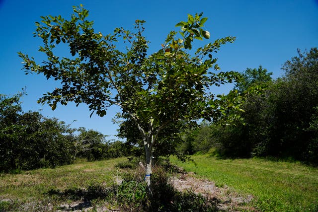 <p>Pongamia trees grow in a grove in St. Lucie County</p>