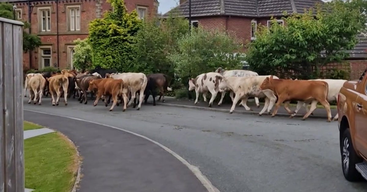 House Funny Building Site Videos Construction Site Funny