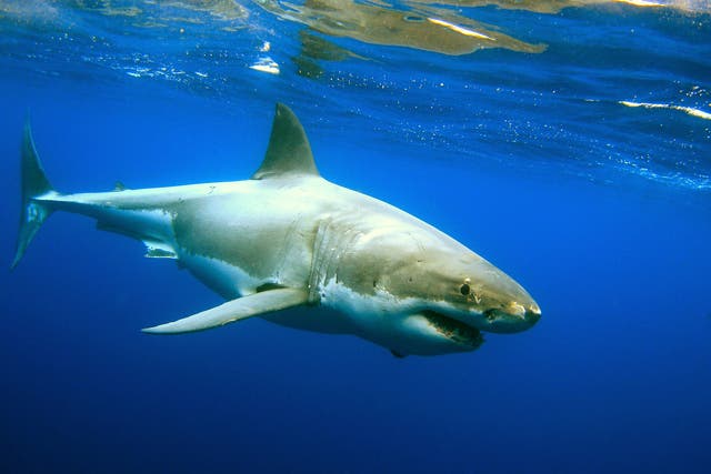 <p>Stock: Western Australia sees sporadic shark attacks, most often by great whites</p>