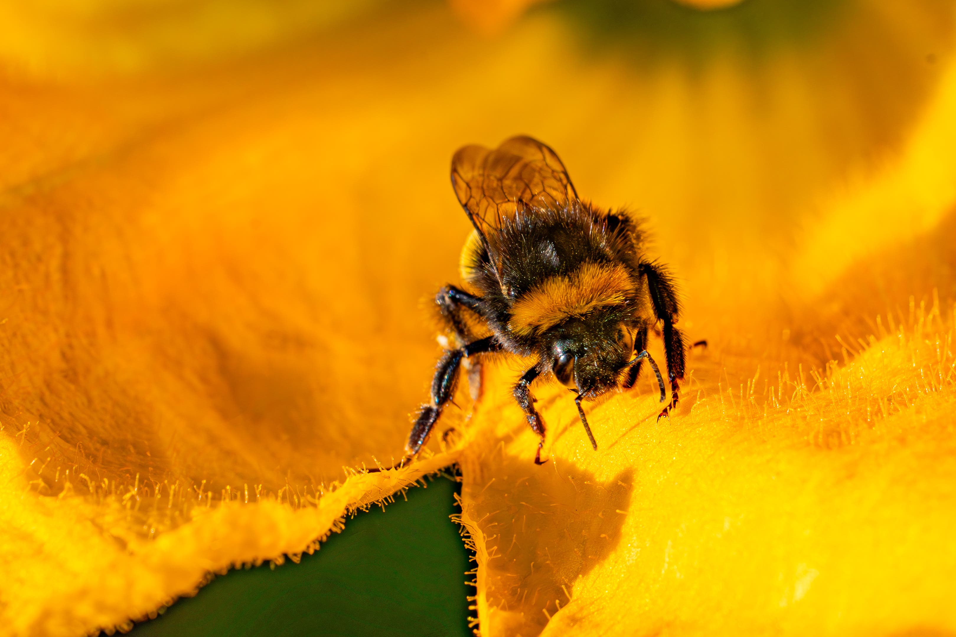 The Office for Environmental Protection is investigating emergency authorisation of a bee-harming pesticide (Ben Birchall/PA)