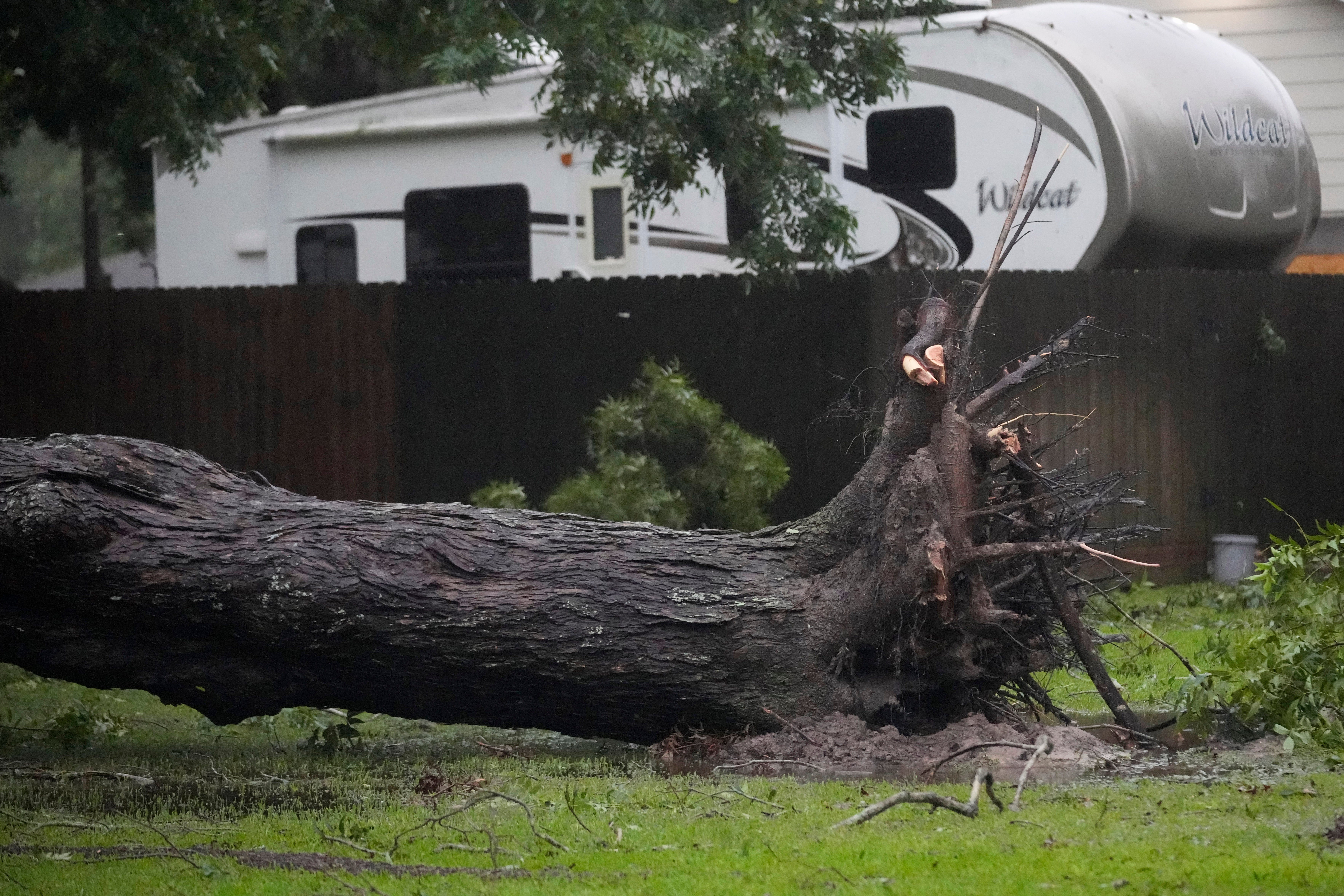 Un árbol arrancado de raíz por los efectos del huracán Beryl yace sobre un césped, el lunes 8 de julio de 2024, en Bay City, Texas.