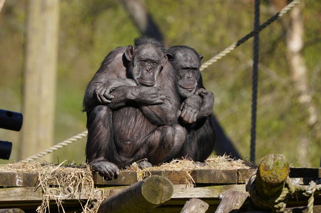 <p>Representative: A chimpazee at Blair Drummond Safari Park</p>