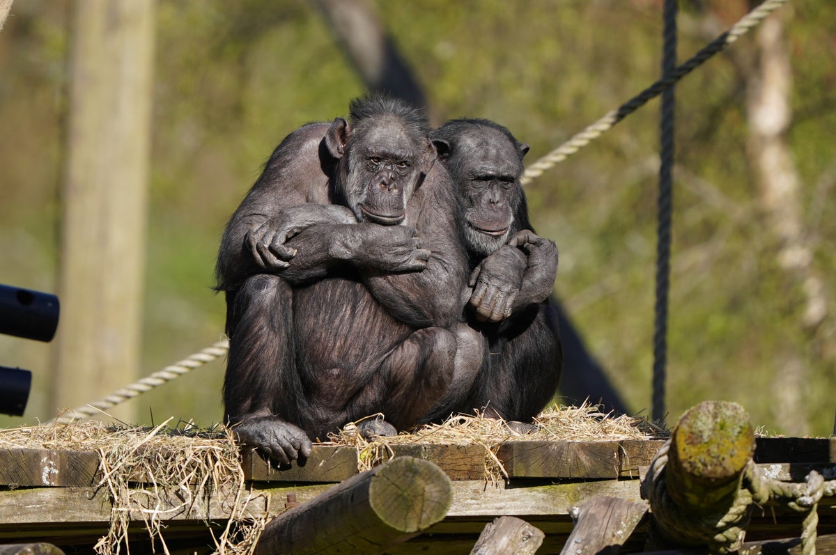 Chimpanzee in Edinburgh Zoo dies after fight breaks out in ape enclosure